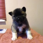 1st Female American Akita Puppy For Sale