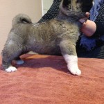 1st Female American Akita Puppy For Sale