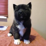 2nd Female American Akita Puppy For Sale