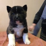 3rd Female American Akita Puppy For Sale
