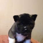 Male American Akita Puppy For Sale