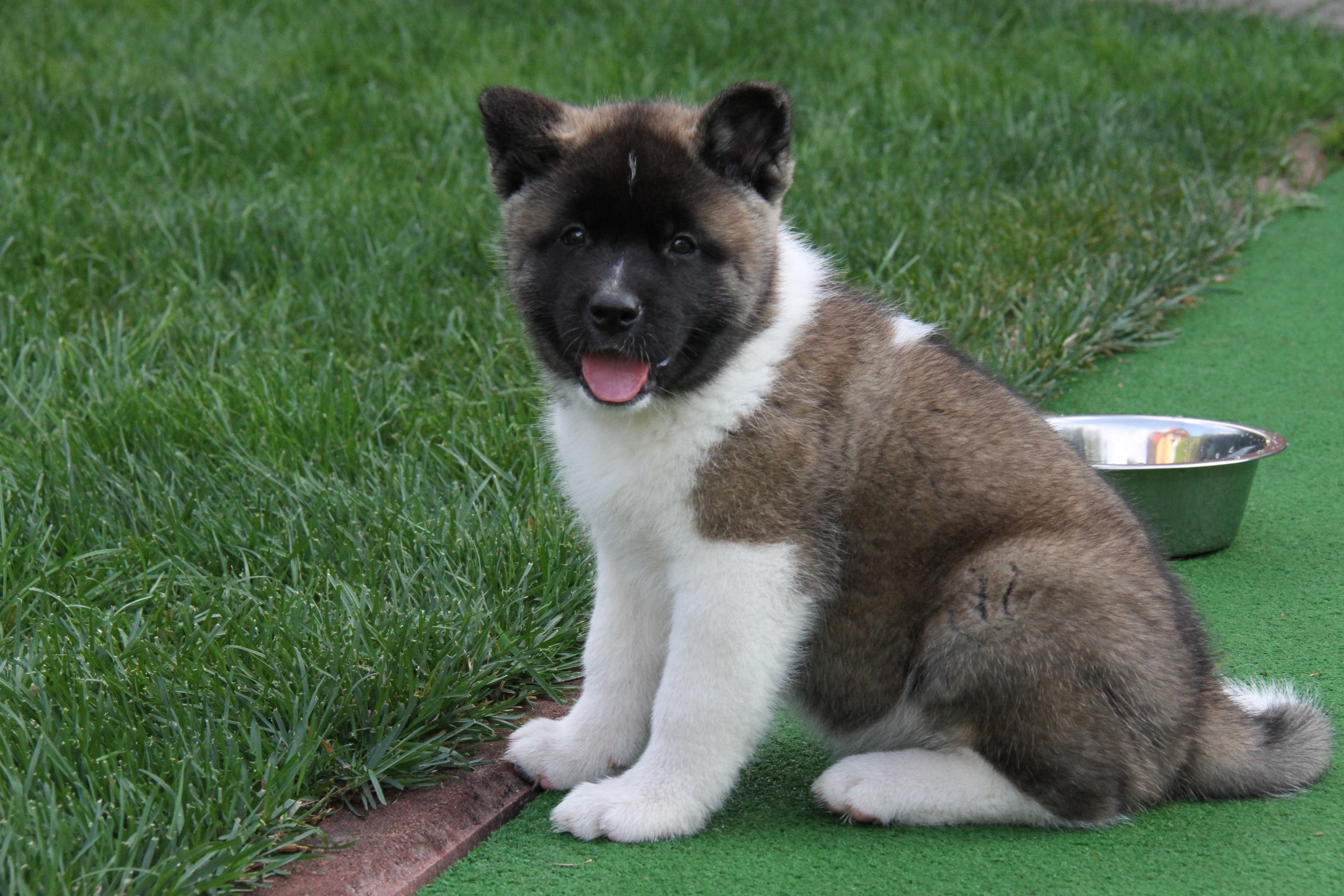 Female American Akita puppies for sale