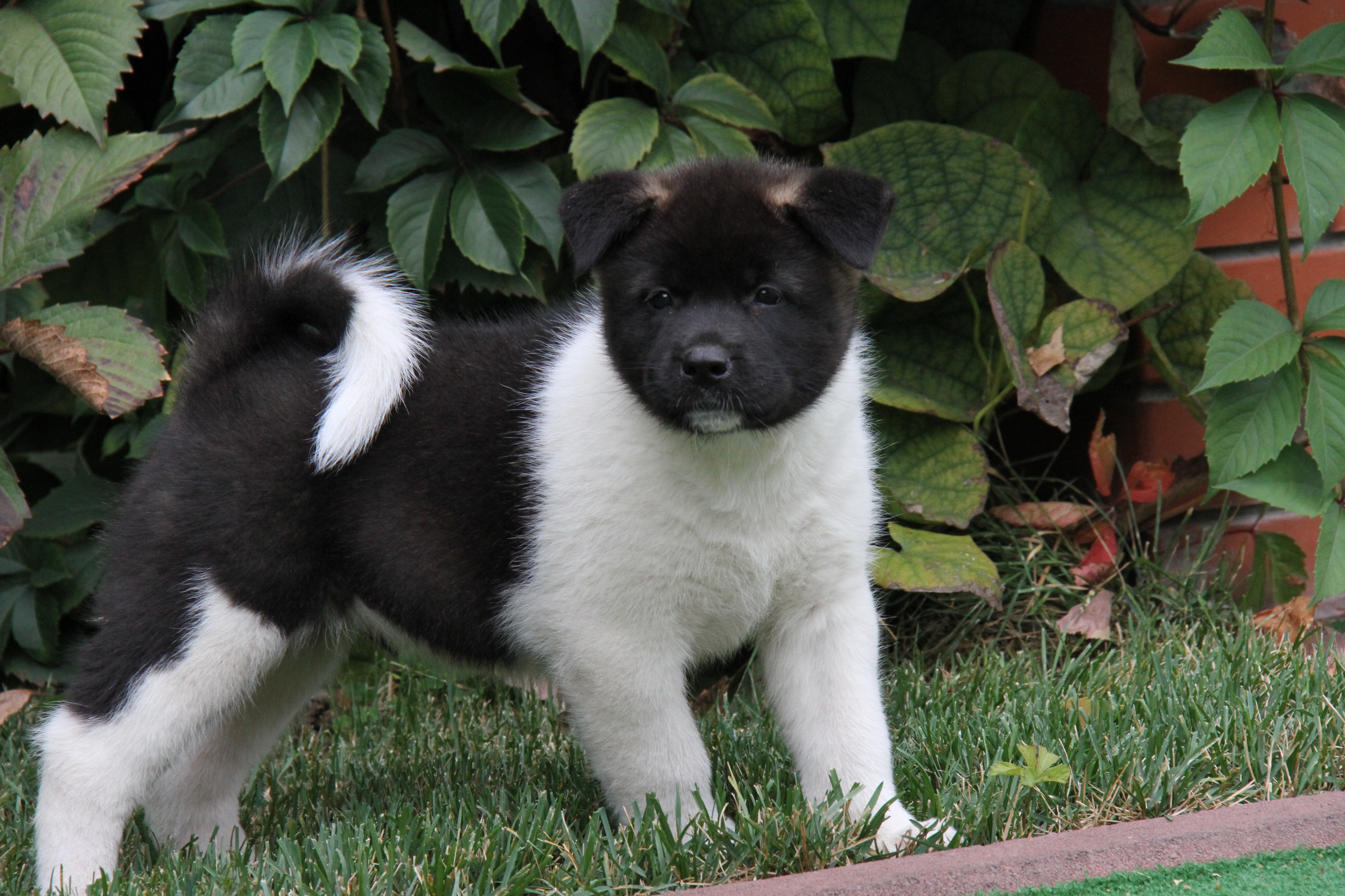 Female American Akita puppies for sale