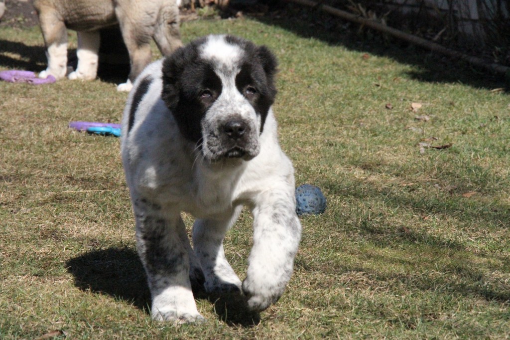 Female central asian shepherd puppy for sale