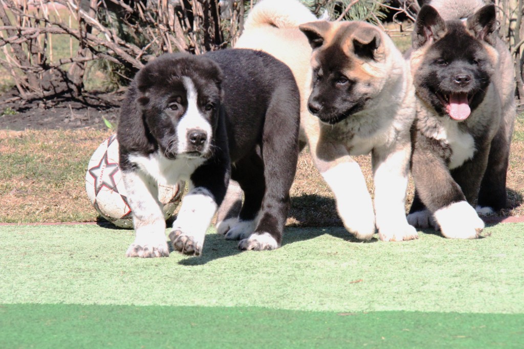 Central Asian Shepherd Puppy for Sale