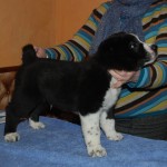 Male CAO Puppy For Sale