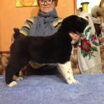 Male CAO Puppy For Sale