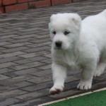 Nurdan Central Asian Puppy for sale