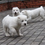 Nurdan Central Asian Puppy for sale