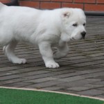 Zelsi Central Asian Puppy for sale
