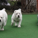 Zelsi and Zofari Central Asian Puppies for sale