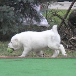 Zofari Central Asian Puppy for sale