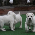 Zofari Central Asian Puppy for sale