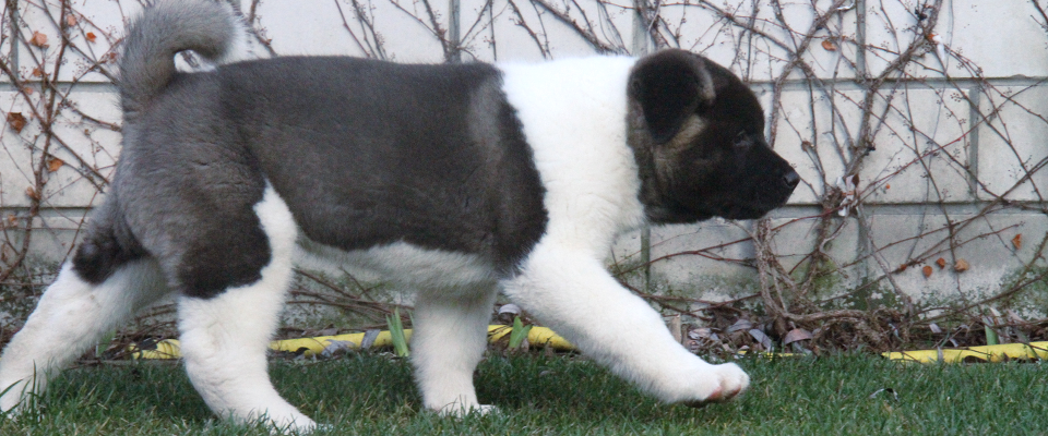 Hit - American_Akita_Puppy_For_Sale