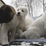 Central Asian Shepherd Puppies For Sale
